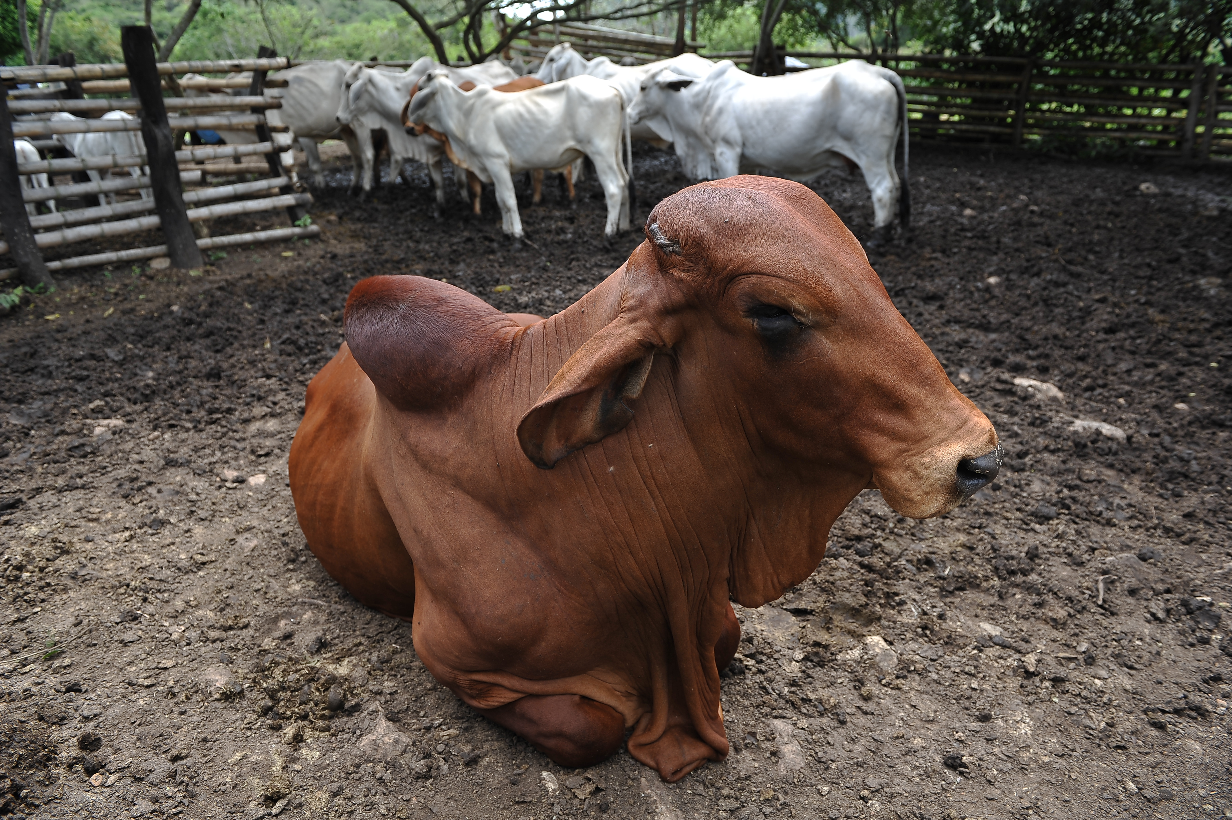 ONU: alimentos de origen animal no pueden faltar dentro una dieta sana