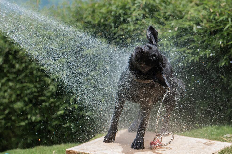 Bañar perros