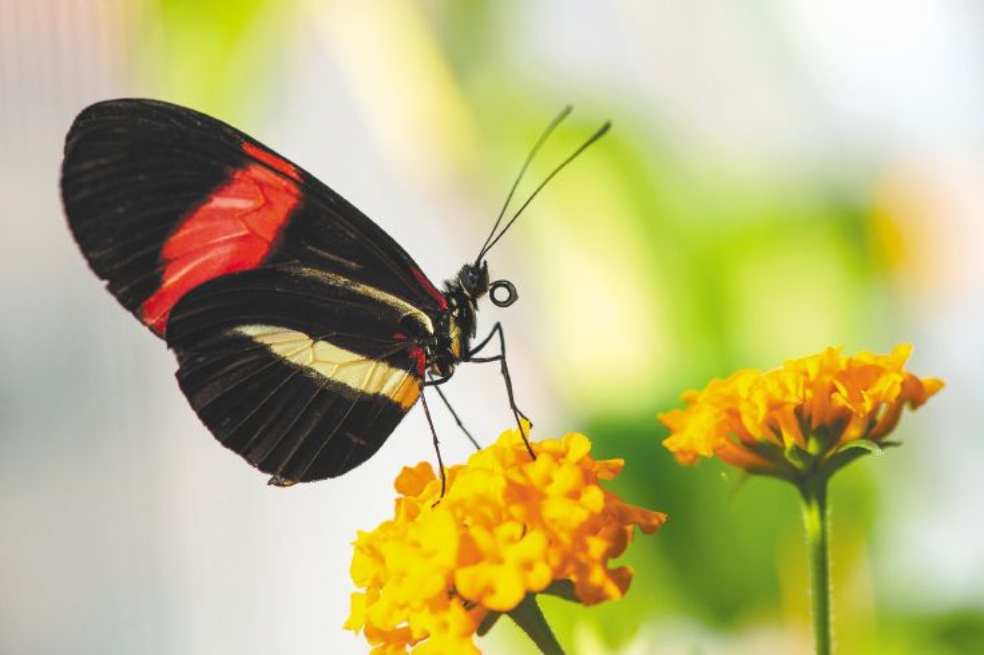 El gen que define el comportamiento sexual de algunas mariposas