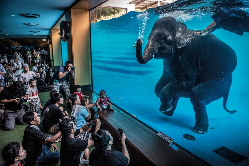 Categoría fotoperiodismo: A pesar de que la actuación de este elefante se promociona como educativa y como un ejercicio para ellos,  Adam Oswell, de Australia, le molestó la escena. Las organizaciones que se preocupan por el bienestar de los elefantes en cautividad consideran que este tipo de espectáculos son explotadores.