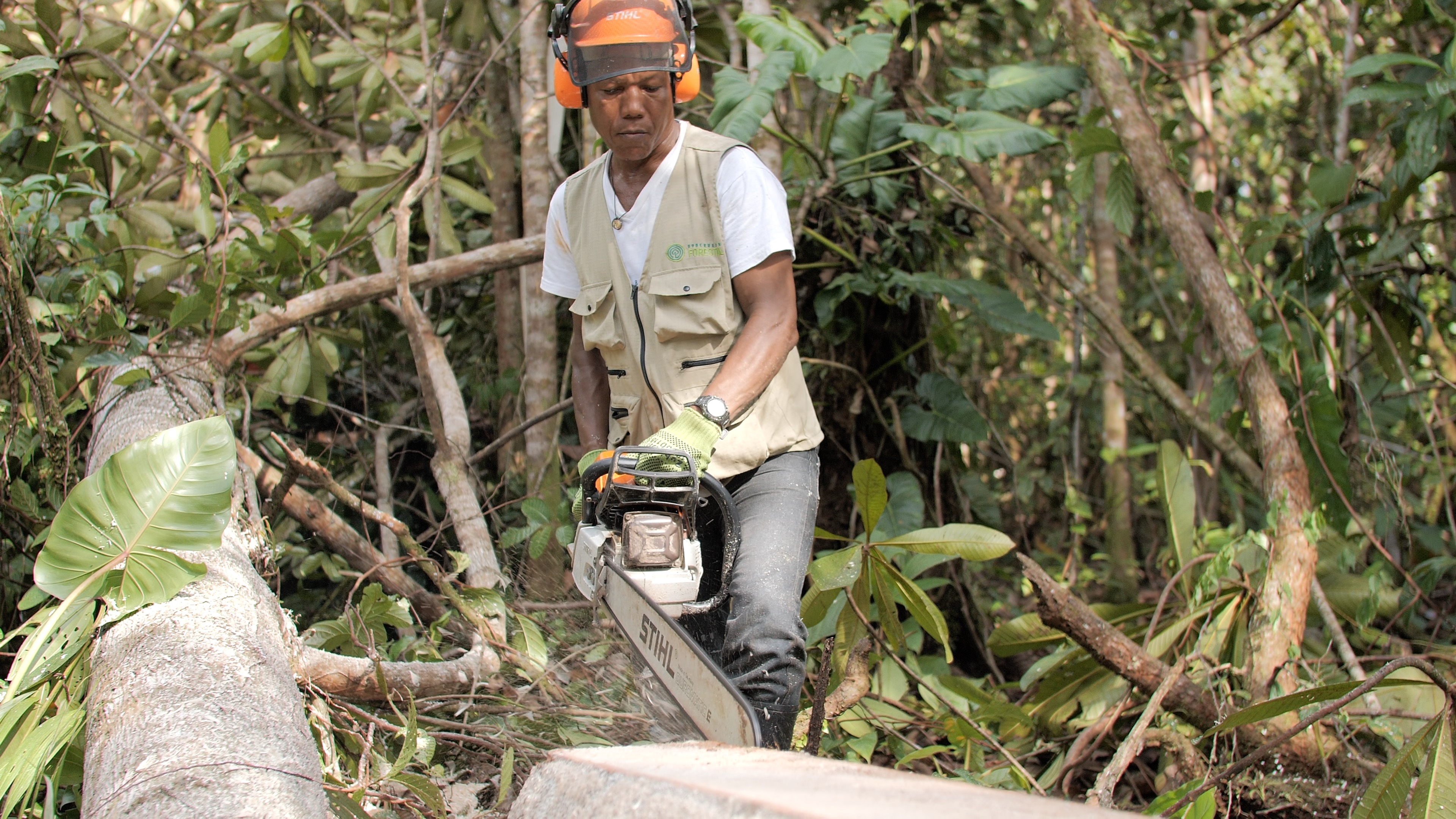 Las familias del Bajo Cauca que logran vivir del bosque y contener su destrucción
