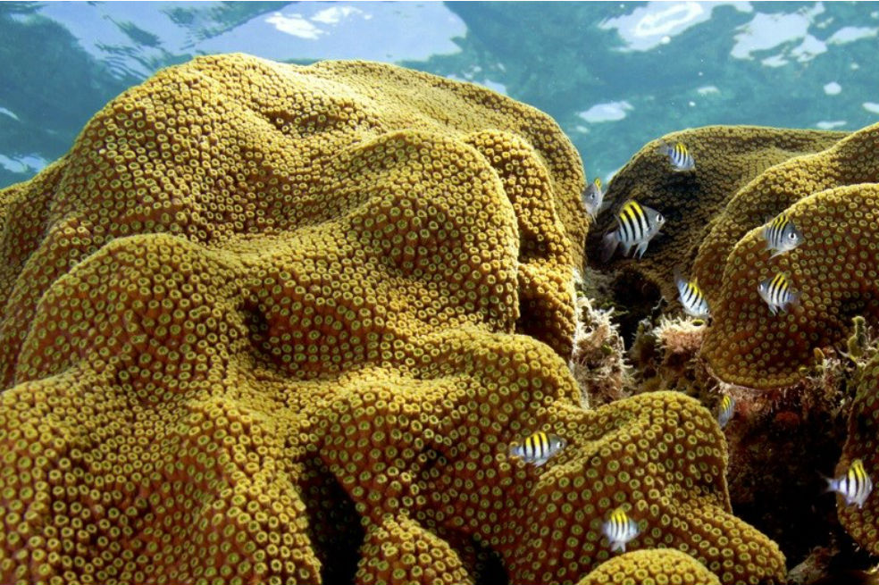 En el experimento, el coral estrella montañoso sobrevivió 62 días a la temperatura elevada y a un pH más ácido de los normal.