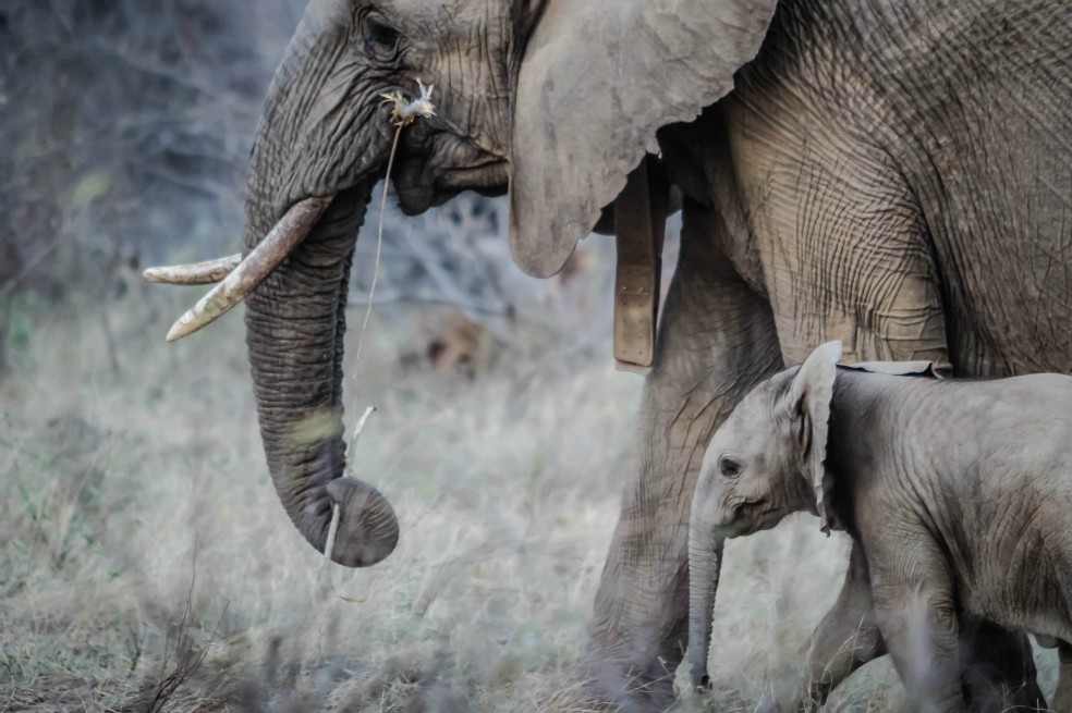 Hallan muerte masiva de elefantes en África