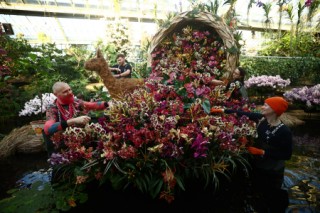 Kew horticulturists prepare displays of orchids for "Kew Orchids Festival: Peru", an exhibit at the Princess of Wales Conservatory, Kew Gardens, west London on January 30, 2025.
