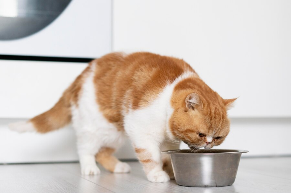 Vecinos crean grupo de WhatsApp para evitar que gata coma dos veces