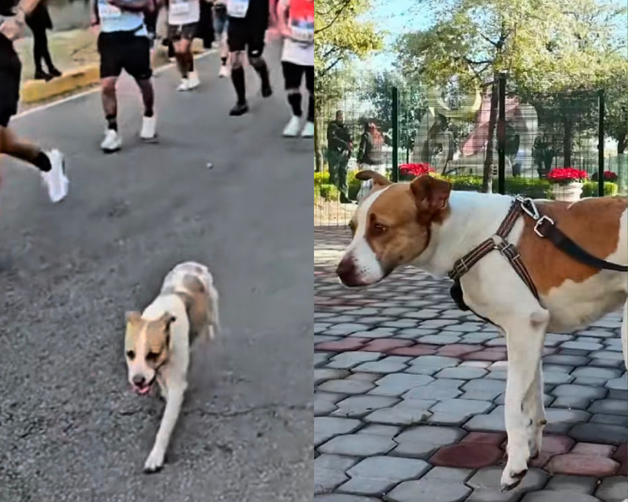 Runner, la perrita callejera que corrió una maratón: fue rescatada y ahora busca un hogar