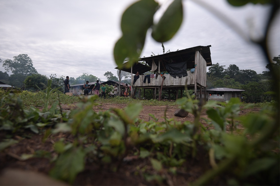 En peligro indígenas que apoyan la erradicación manual de coca en Chocó