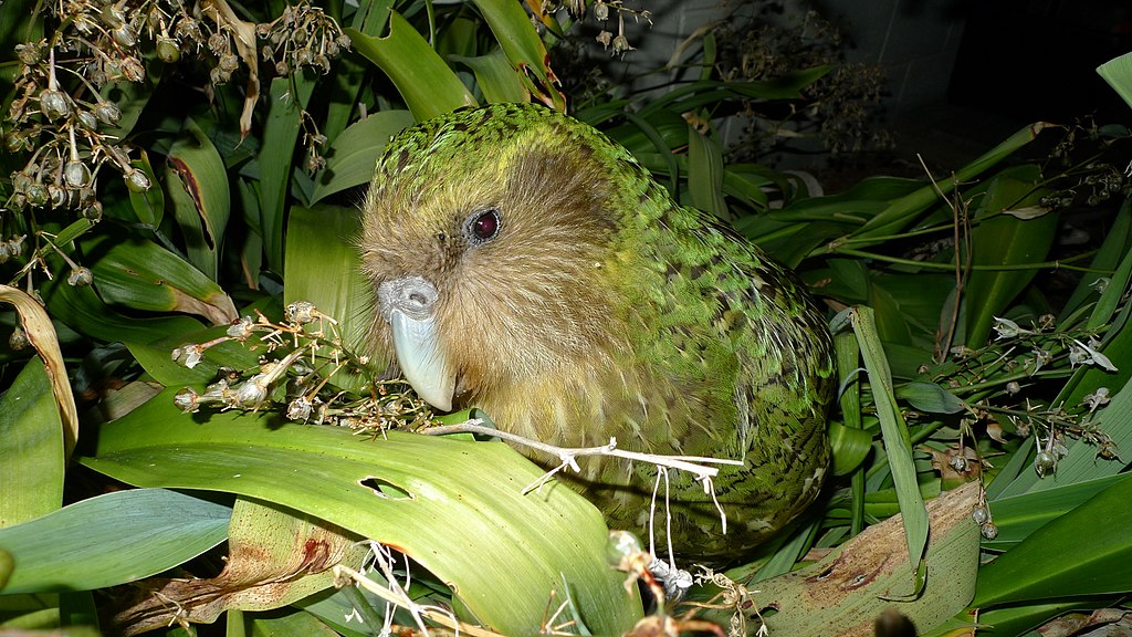 El kakapo (el único periquito del mundo que no vuela).