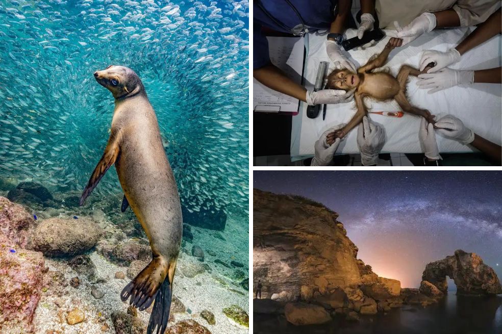 Nature Photography Contest: estas son las mejores imágenes de la naturaleza