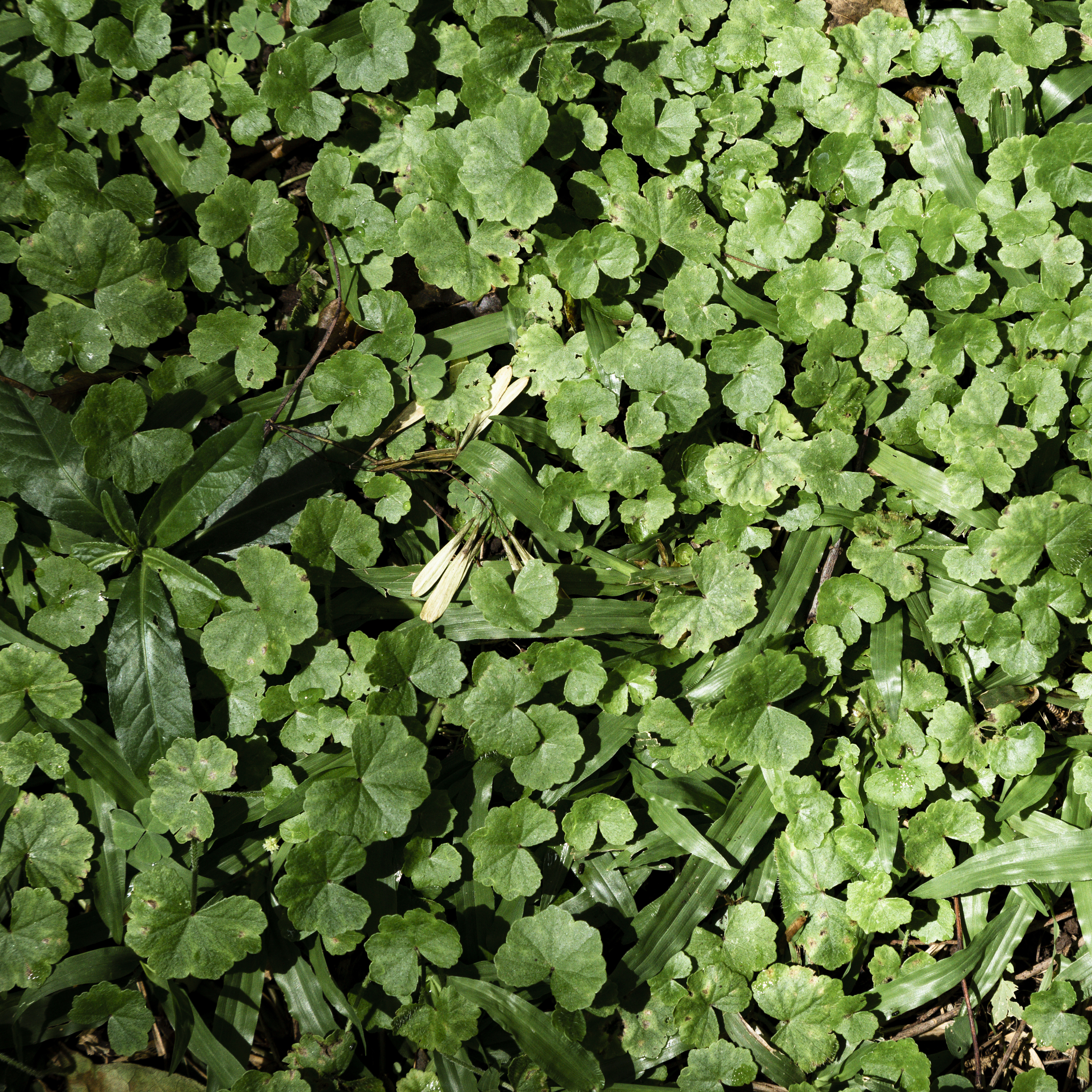 Galería: siete plantas cuyos nombres están asociados al dinero