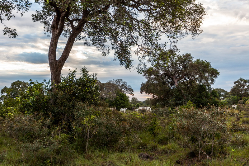 Los matorrales son uno de los 3 tipos de bosques que son conservados en la reserva natural Mururito