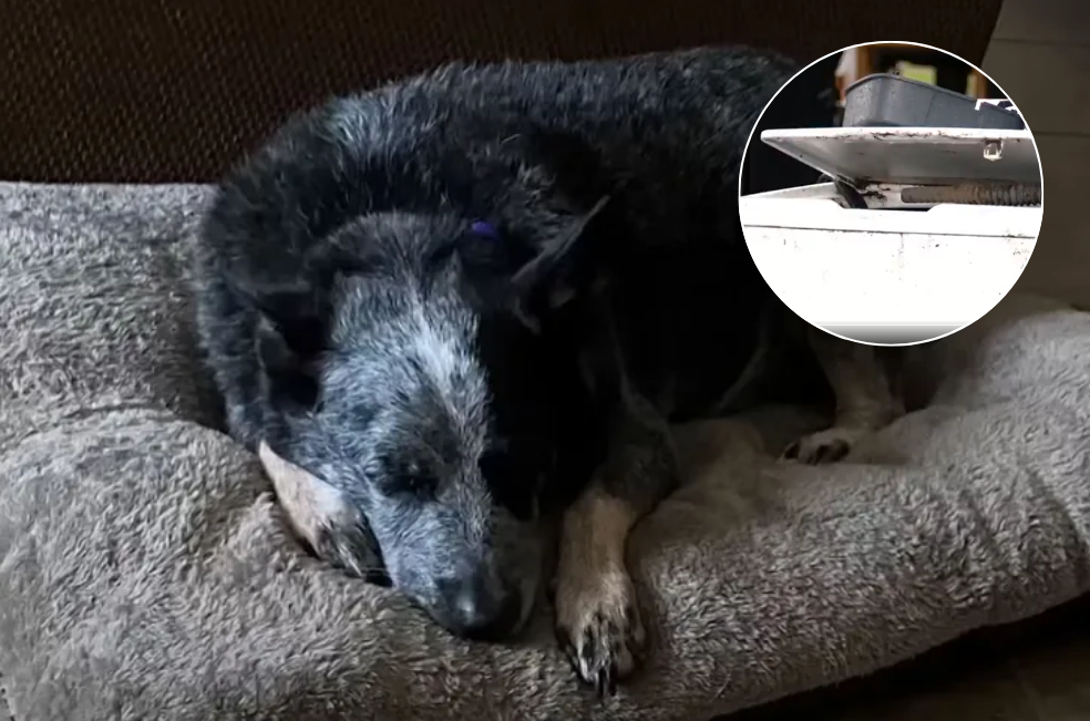Perro logra sobrevivir a inundación al esconderse en una lavadora: “Es un milagro”