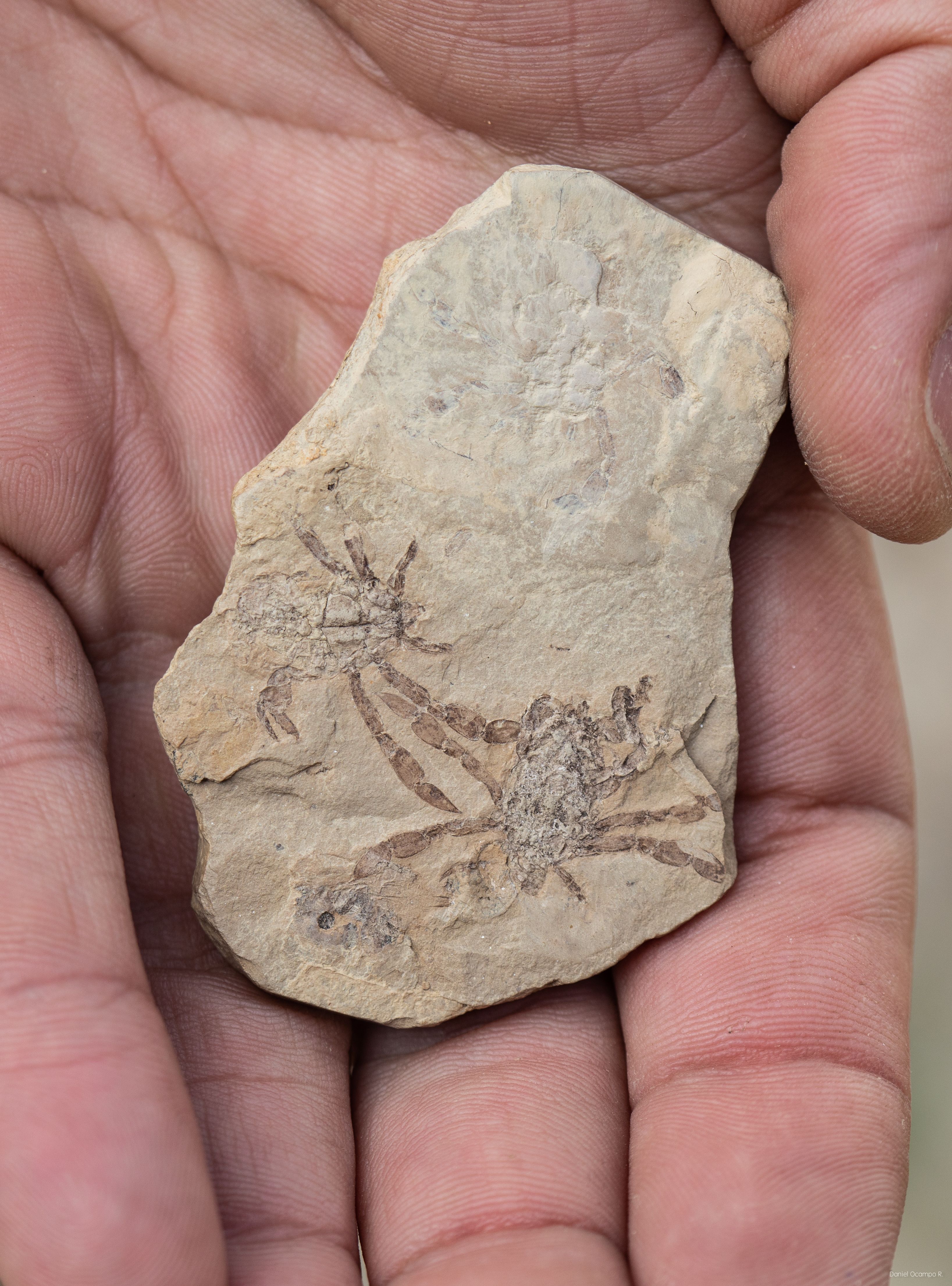 Callichimaera perplexa: El extraño crustáceo fósil de la era de los dinosaurios considerado el cangrejo más extraño del mundo.