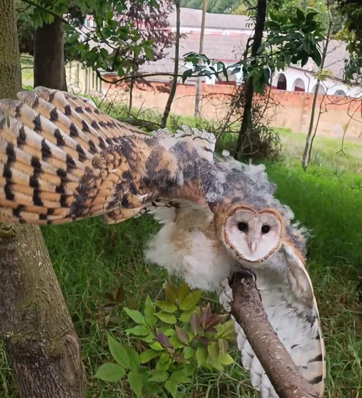 CAR liberó 43 animales silvestres en Soacha y Sibaté e inició 21 procesos sancionatorios
