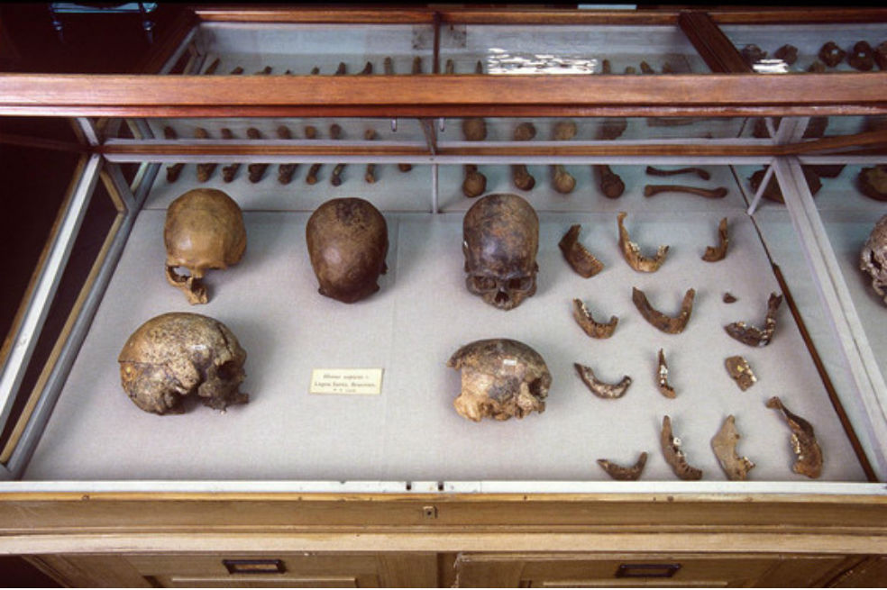 Cráneos y otros restos humanos de Lagoa Santa, Brasil, guardados en el Museo de Historia Natural de Dinamarca / / Natural History Museum of Denmark