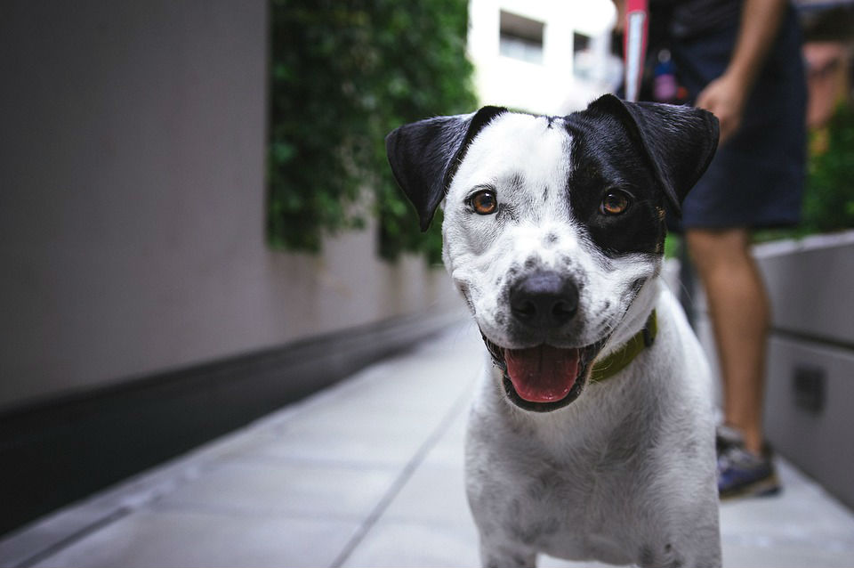 87 animales, entre perros y gatos, ya tienen un hogar en Bogotá