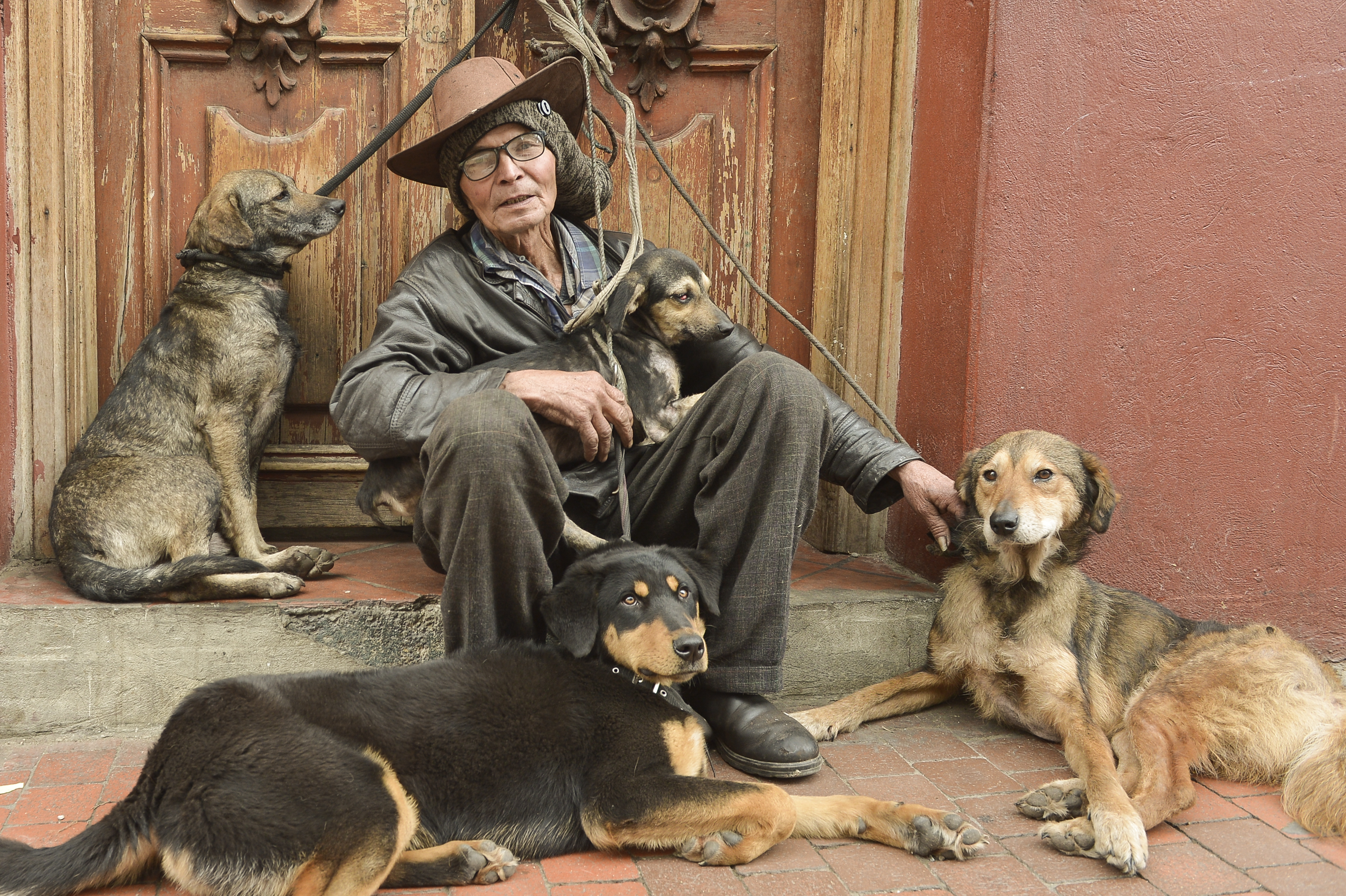 Los perros salvan la vida de los habitantes de la calle