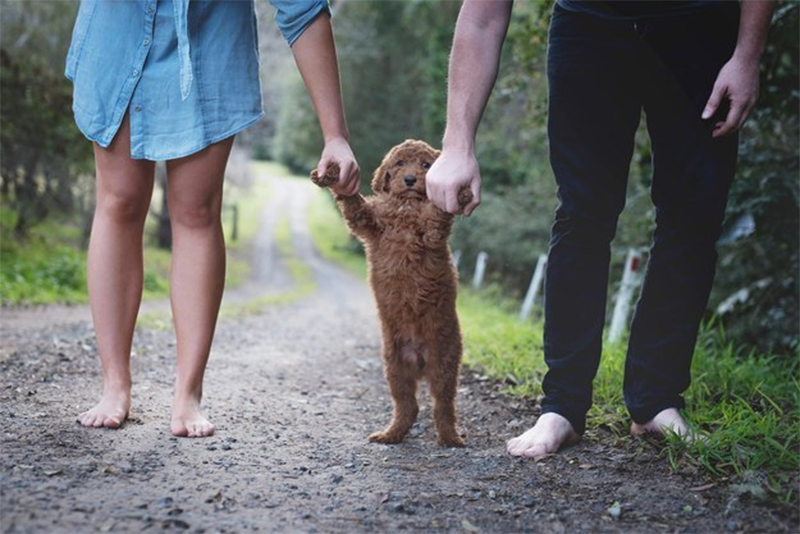 Guía para padres primerizos: ¿Cómo educar y entrenar a un cachorro?