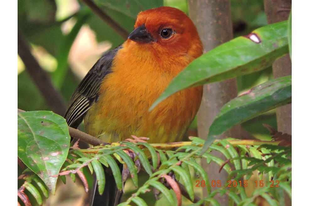 En el suroriente de Boyacá están el 28,8% de las aves y el 16,4% de los mamíferos del país