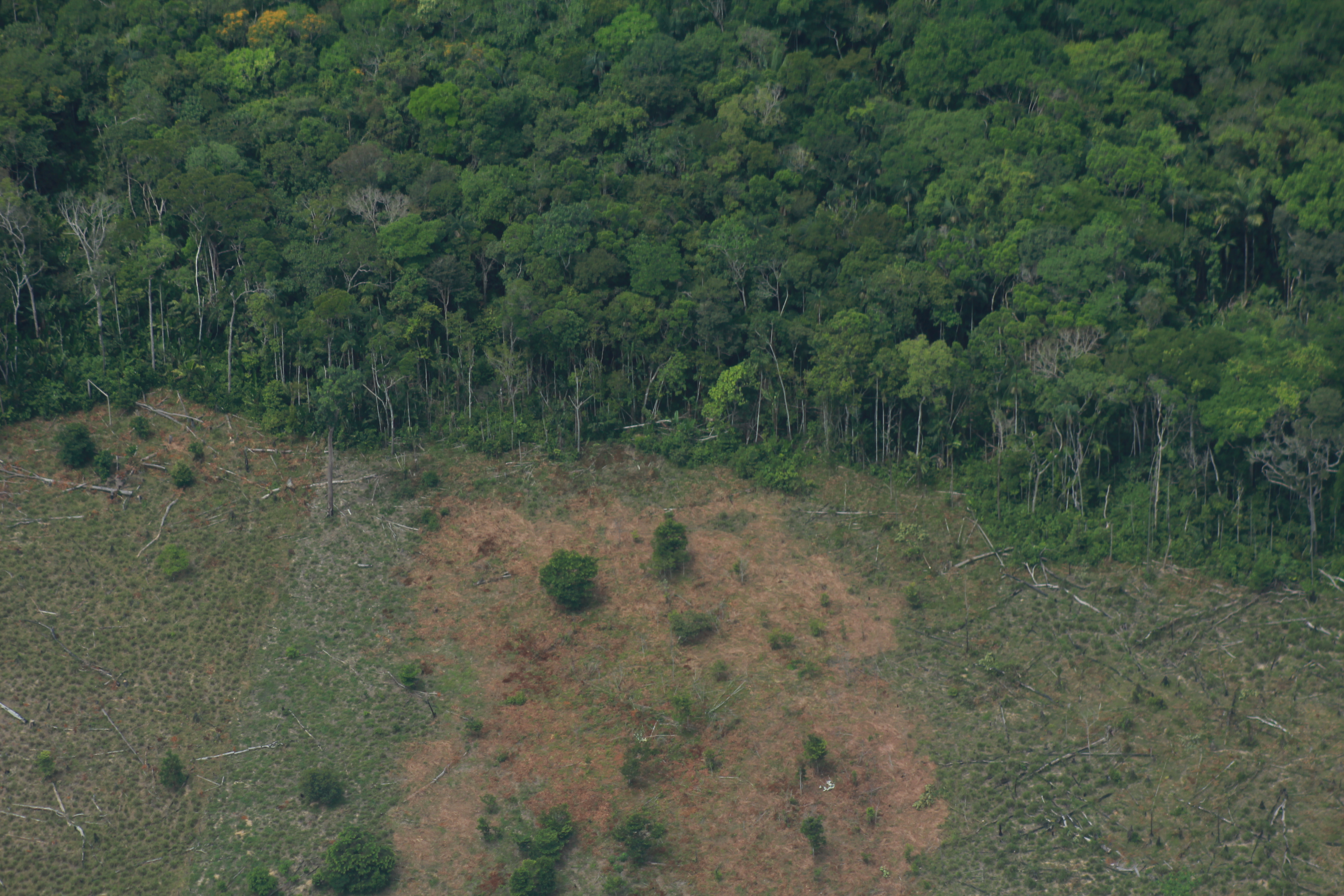 La fragmentación ha aumentado en más del 40 % de los boques en Colombia