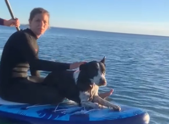 Rocko apareció nadando en el mar y fue rescatado tras varios días desaparecido