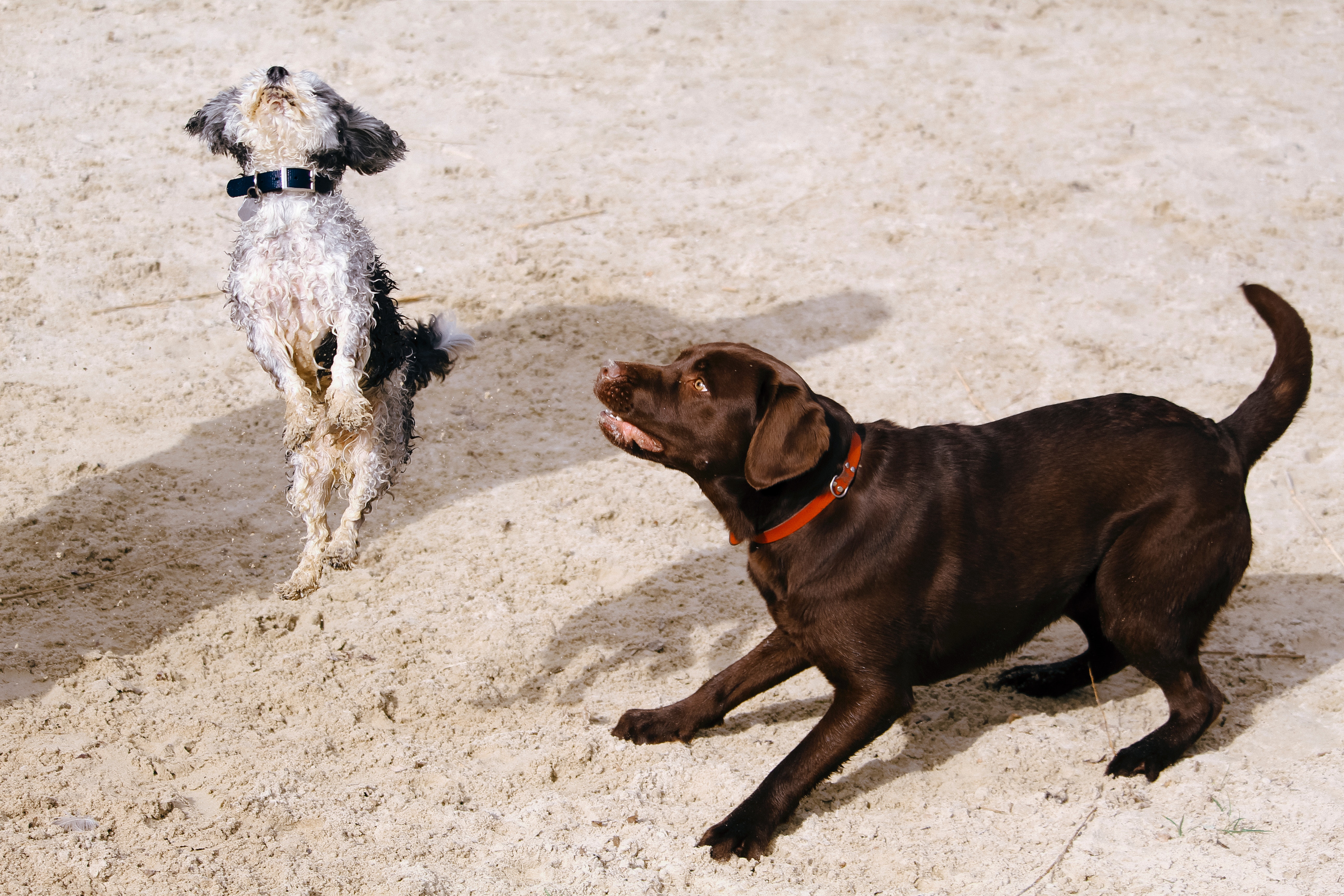 Fiscalía imputa cargos a dos hombres por maltrato animal