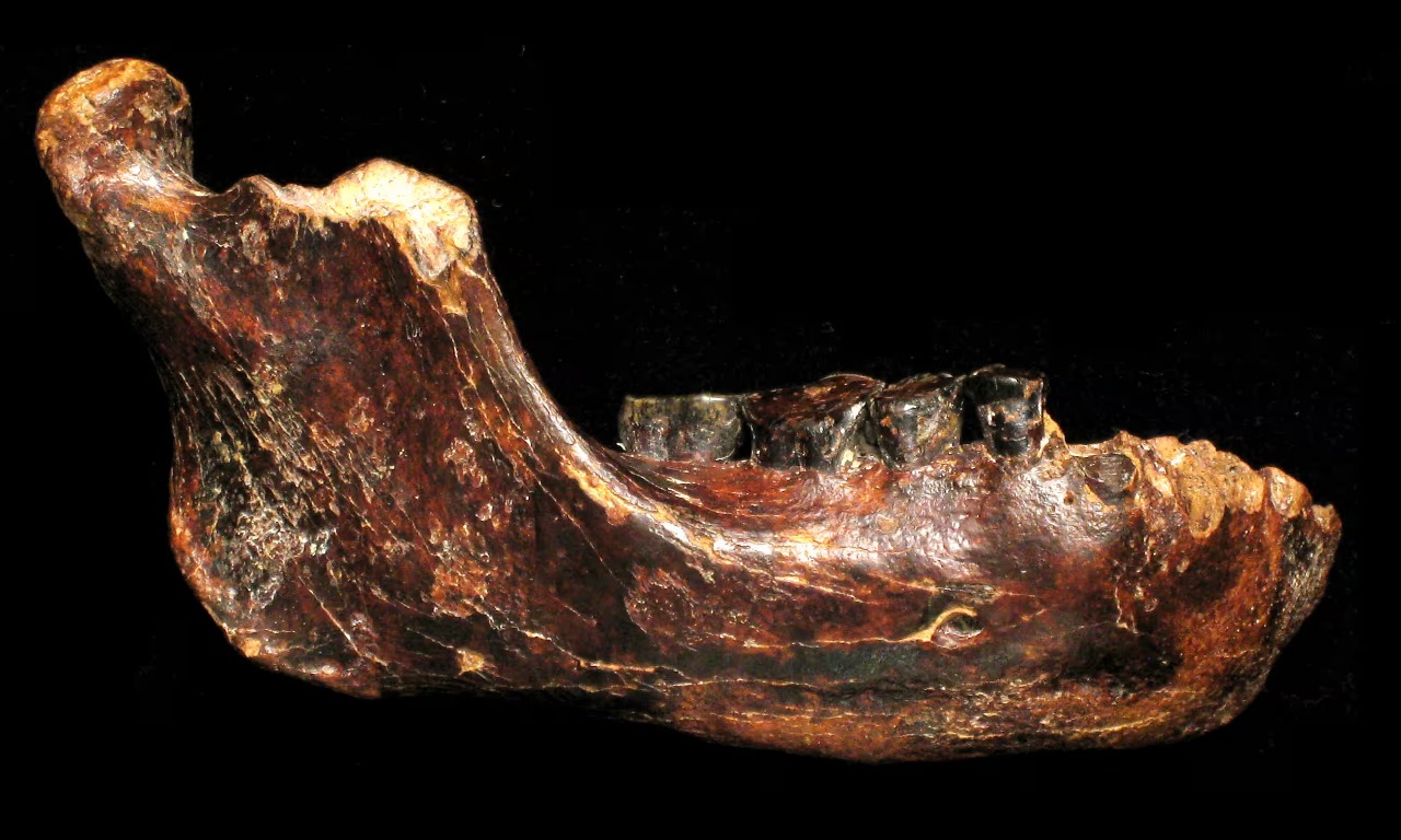 Encuentran en Taiwán una mandíbula de un denisovano, pariente antiguo de los humanos