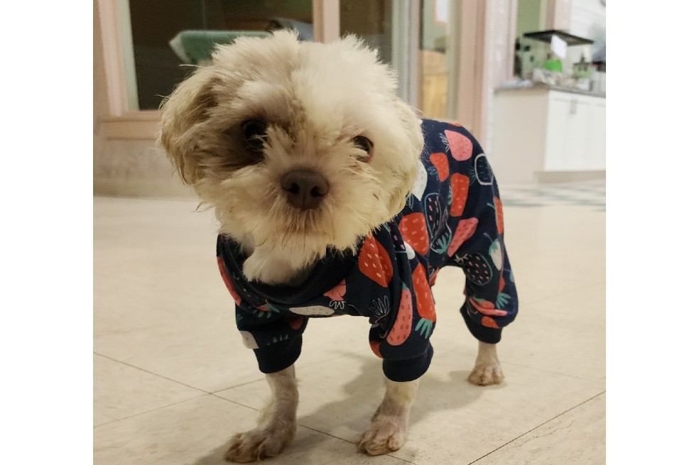 La perrita fue rescatada por las autoridades: estaba muy delgada y cubierta de orina.