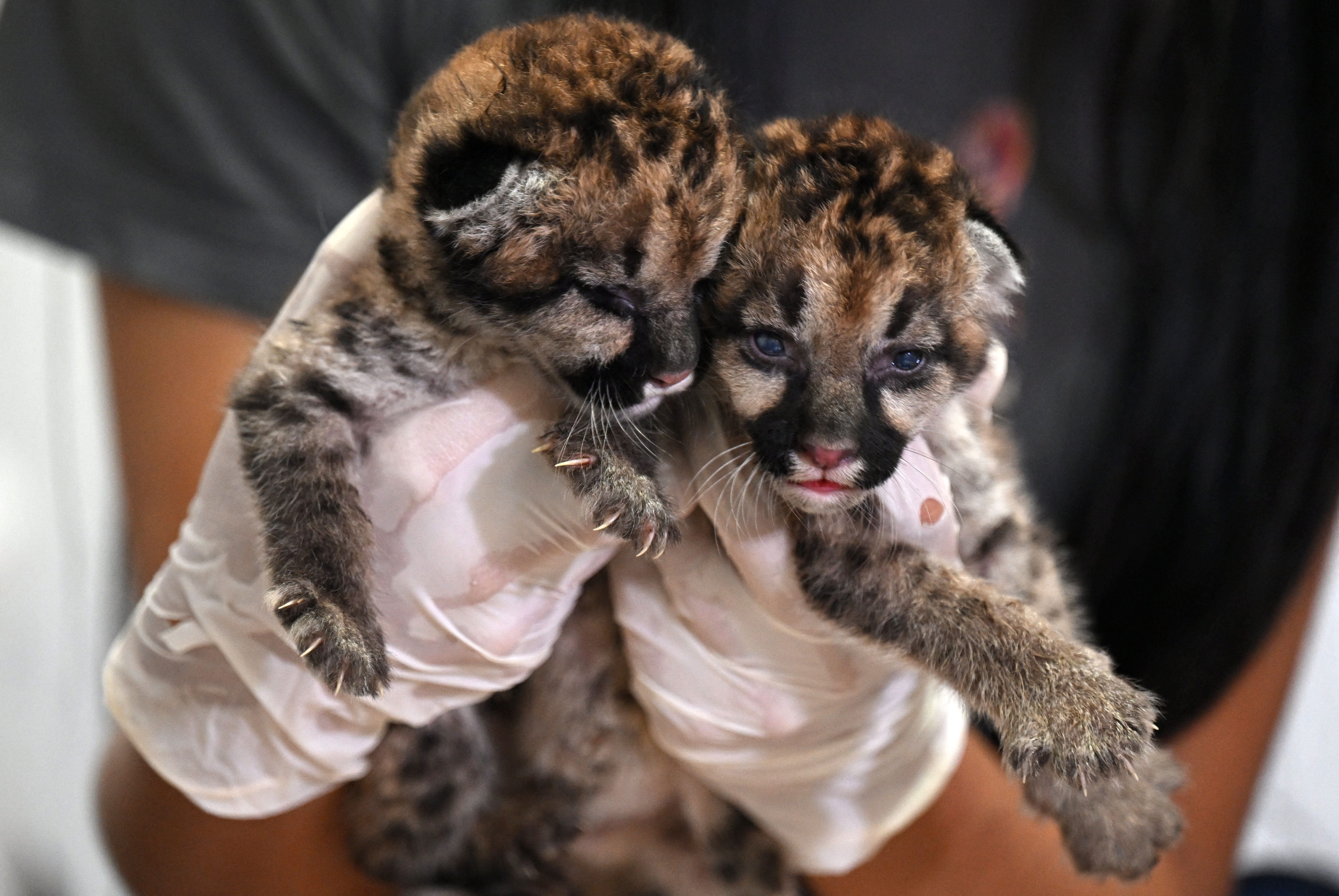 Dos cachorros de puma fueron encontrados por campesinos en el Guaviare