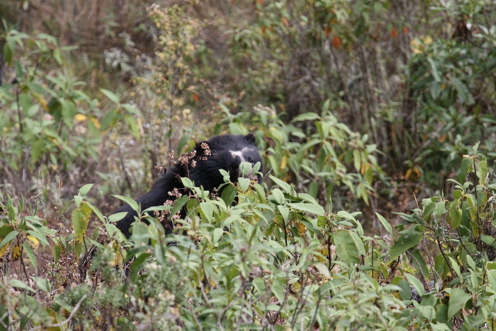 Durante el 2019 se realizó un estudio para evaluar la ocupación del oso andino en Bolivia.Foto: Robert Wallace / WCS Bolivia.Cinco años después, en el 2019, la organización Wildlife Conservations Society de Bolivia realizó un nuevo estudio para conocer la ocupación de los osos sudamericanos en el norte del país, en el límite con Perú.