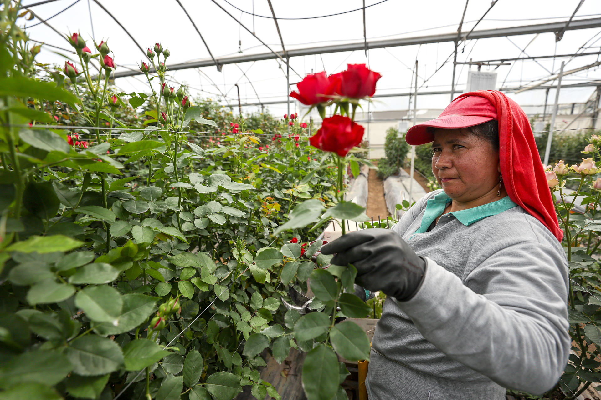 ACOMPAÑA CRÓNICA: ECUADOR FLORES QUI01. QUINCHE (ECUADOR) 02/05/2025.- Una trabajadora sostiene una rosa en la florícola Esmeralda Farms, el 29 de abril de 2025 en el sector del Quinche (Ecuador). Las flores ecuatorianas son exportadas para el día de la Madre. Como un mensaje de amor en forma de pétalos, que en esta temporada llegarán a miles de madres en distintas partes del mundo, las rosas ecuatorianas cruzan mares y montañas con sus vibrantes colores, que agradecen a su ubicación geográfica y un meticuloso cuidado en el corazón de los Andes. EFE/José Jácome
