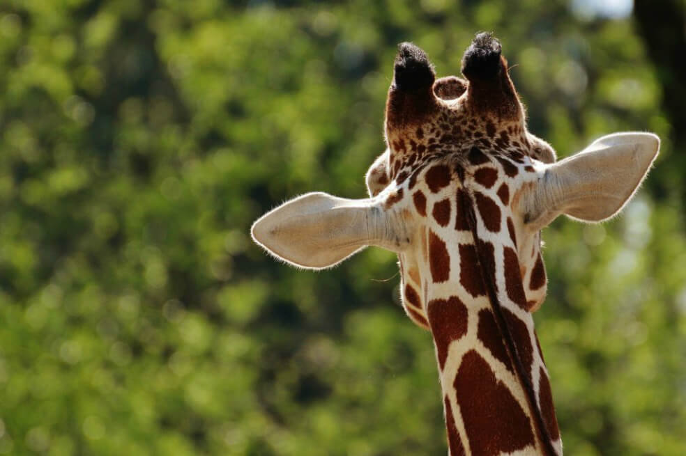 Estas especies, amenazadas por el tráfico ilegal, tendrán mayor protección