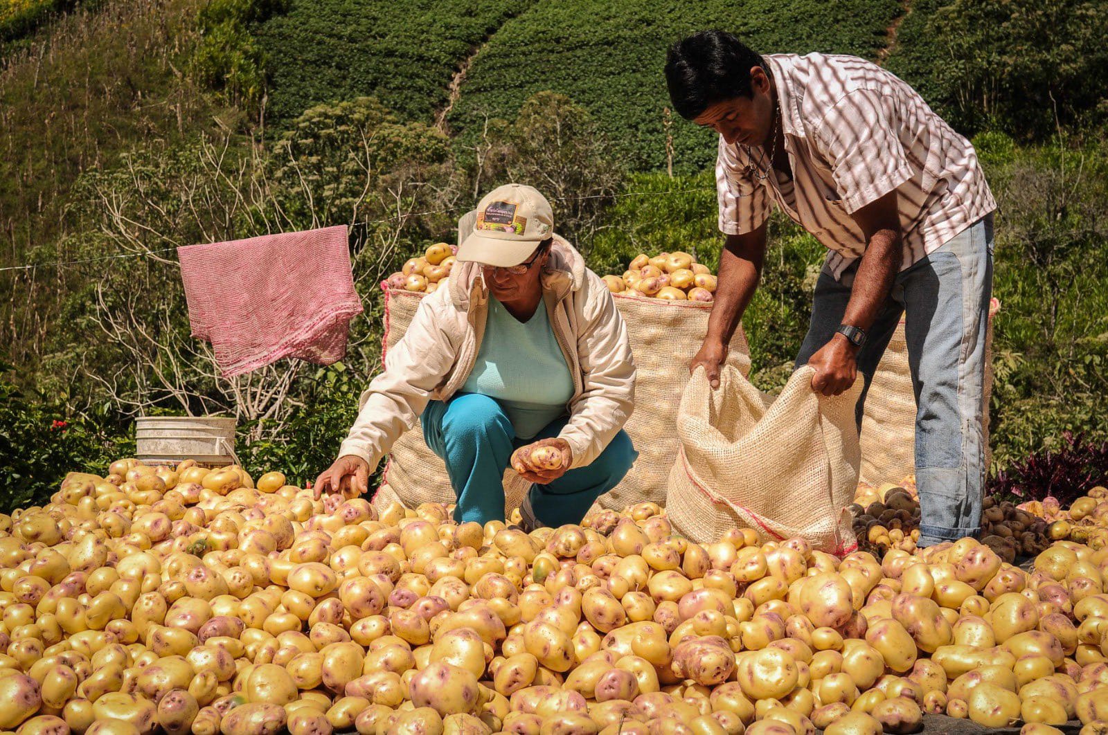 Aumenta el abastecimiento de alimentos: ¿cómo fue el desempeño por ciudades?