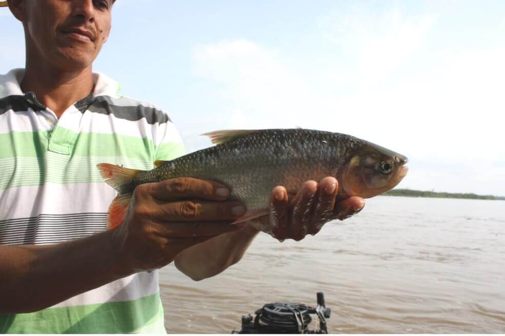 Se espera que en Semana Santa el consumo de pescado aumente entre un 12% y 15%