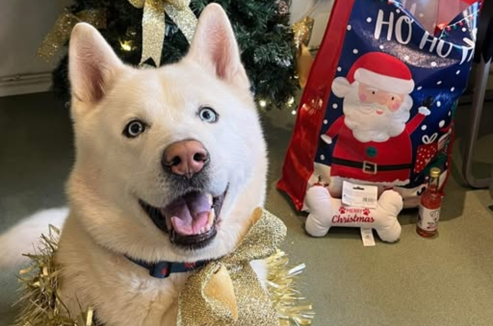 Luego de 1.323 días de espera, Kato encontró el amor de una nueva familia