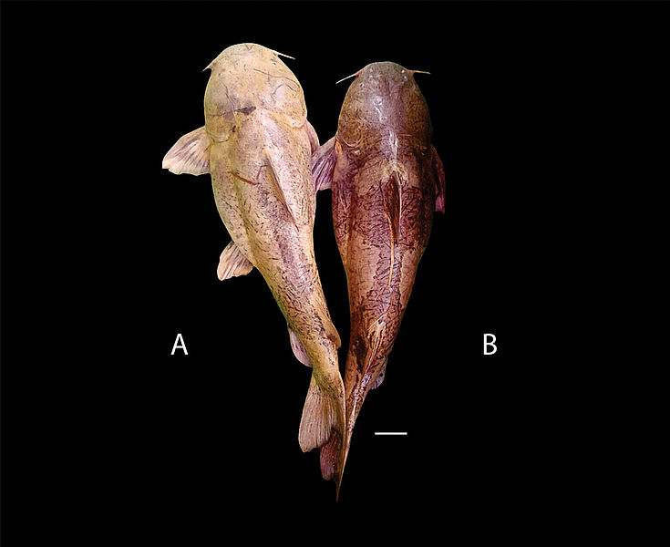 Dos nuevas especies de peces descubiertas en zona de influencia de Hidroituango