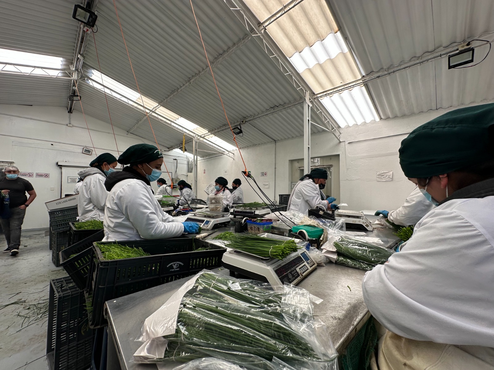 El Dorado: punto clave para la exportación de hierbas aromáticas desde Colombia