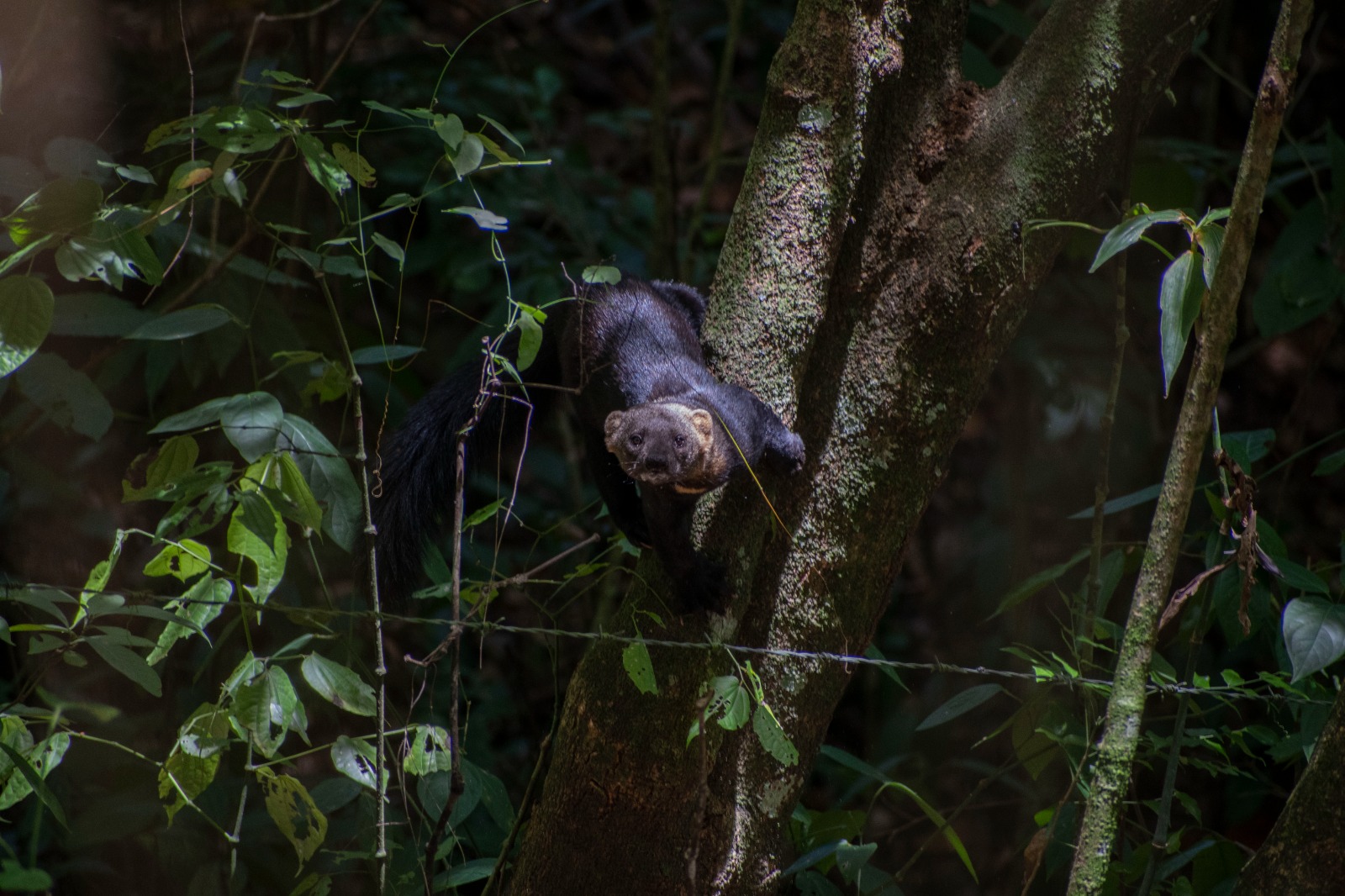 Voluntariado de los colaboradores de ISA INTERCOLOMBIA en la restauración del bosque seco tropical en Liborina, Antioquia, escenario donde actualmente se realizan acciones de rehabilitación y enriquecimiento, a través de la figura de Banco de Hábitat.