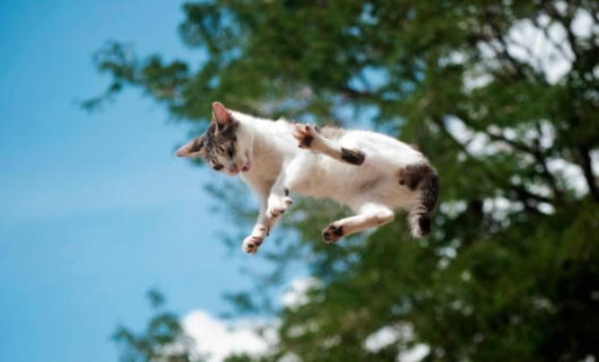¿Desde qué altura puede caerse un gato sin lastimarse?