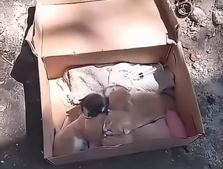 Abandonan gatos recién nacidos en una caja de zapatos: “los tiraron bajo el sol y se fueron”