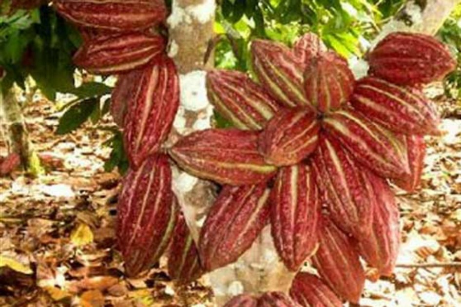 Gobierno tiende la mano a cacaoteros para evitar protestas