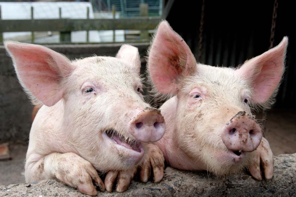 Cadáveres de cerdo para producir energía