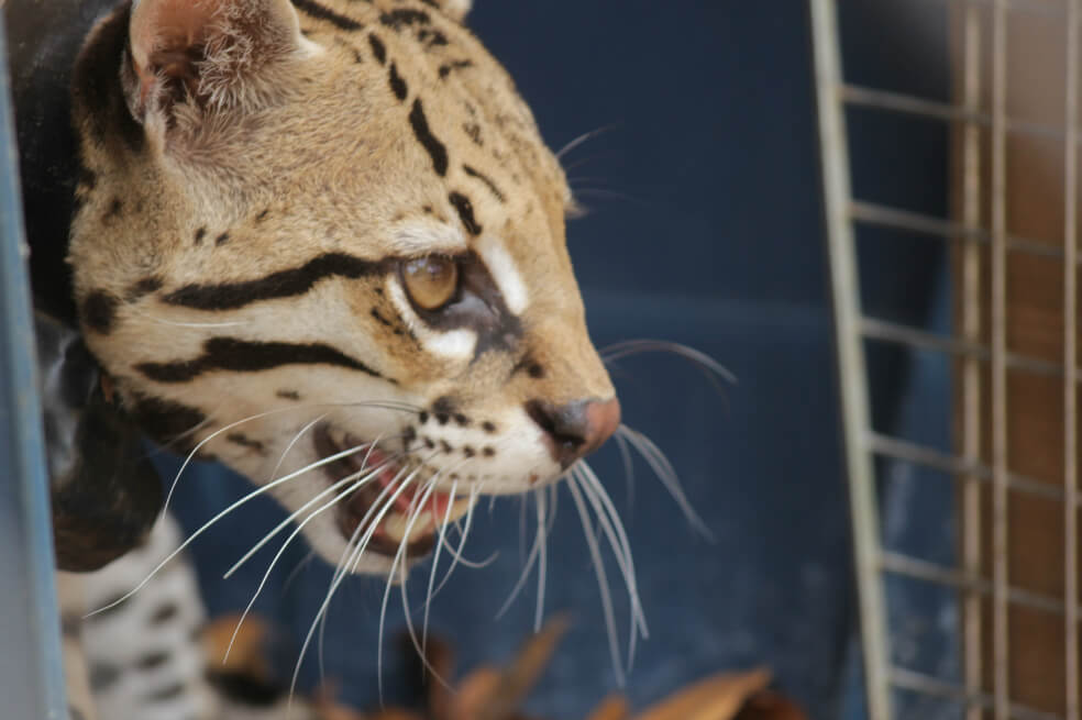 Imágenes: así fue la liberación de un ocelote recuperado en el noroccidente de Bogotá