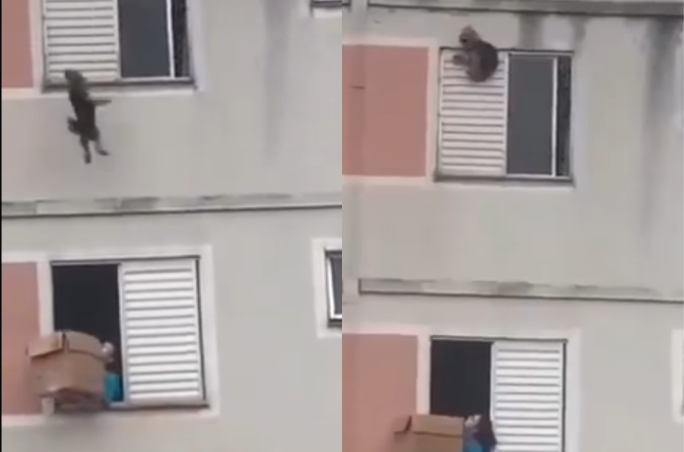 Mujer salva a un perro de una caída mortal con una caja