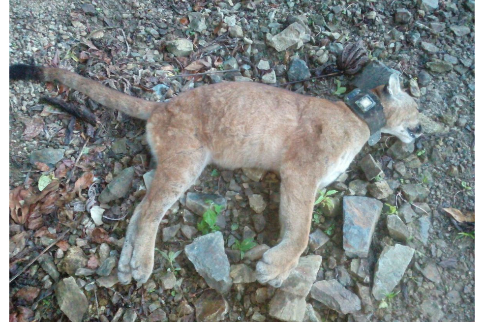 Puma que fue liberado en diciembre, apareció muerto en Antioquia