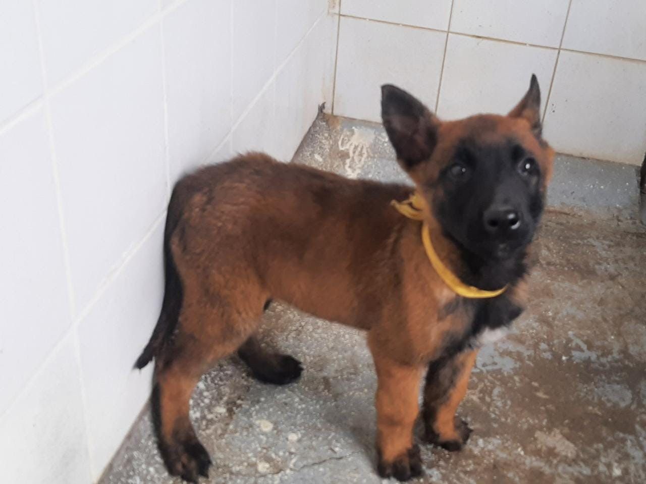 Tras pérdida del perro Wilson, pondrán GPS a los caninos en misiones especiales