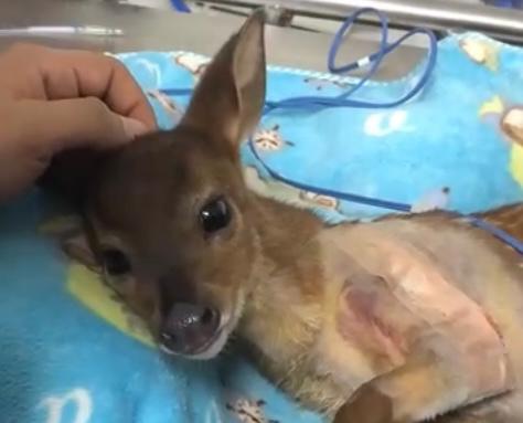 En Tolima: rescatan a un venado bebé que fue atacado por un perro