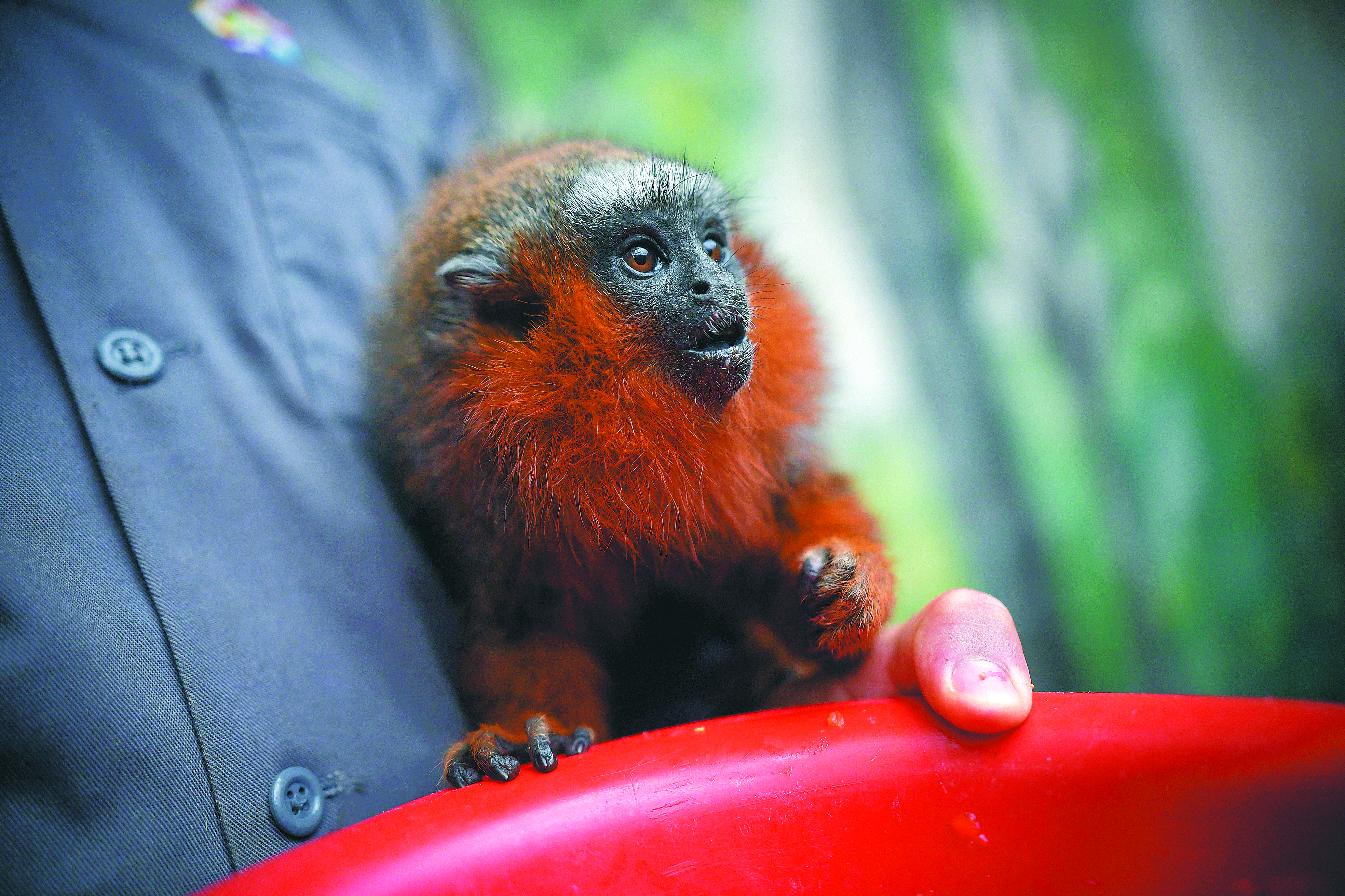 Así se mueve el tráfico de fauna silvestre en redes sociales