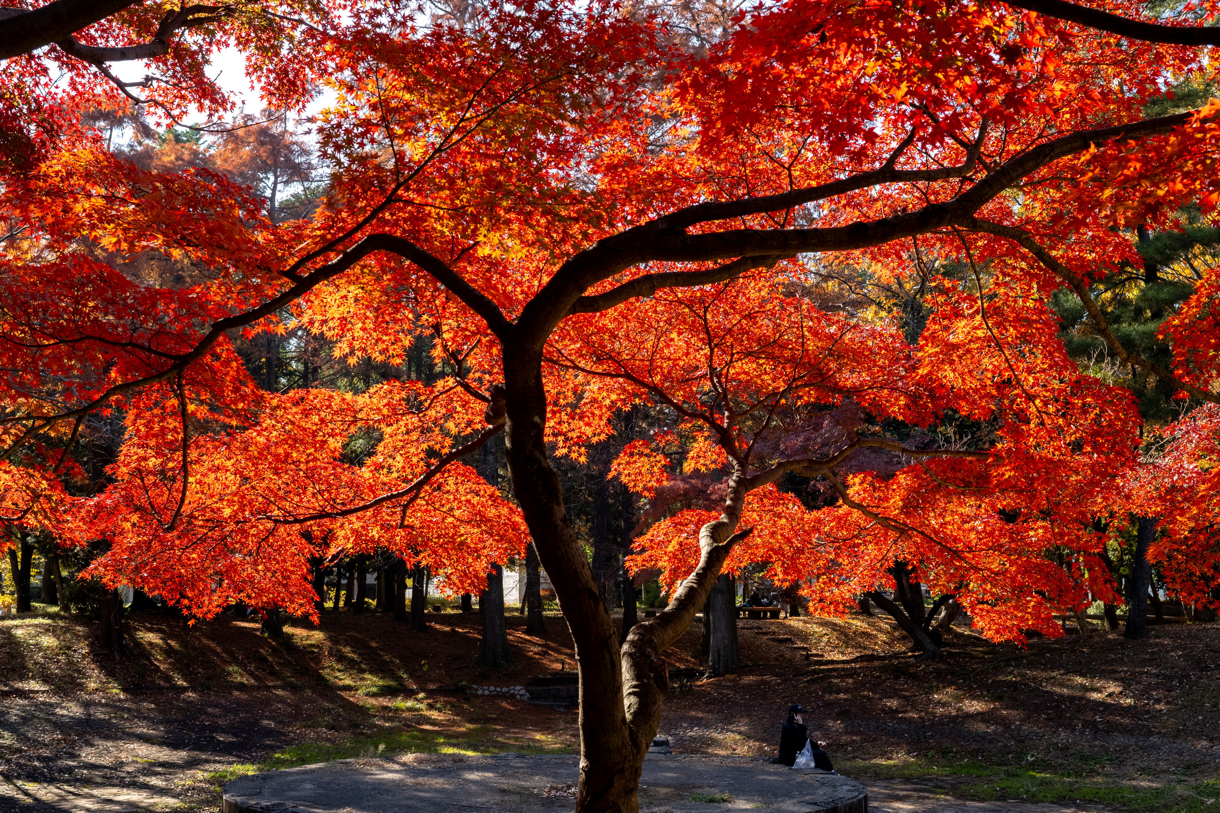 Los mejores lugares para vivir el otoño en Tokio: jardines, color y tradición