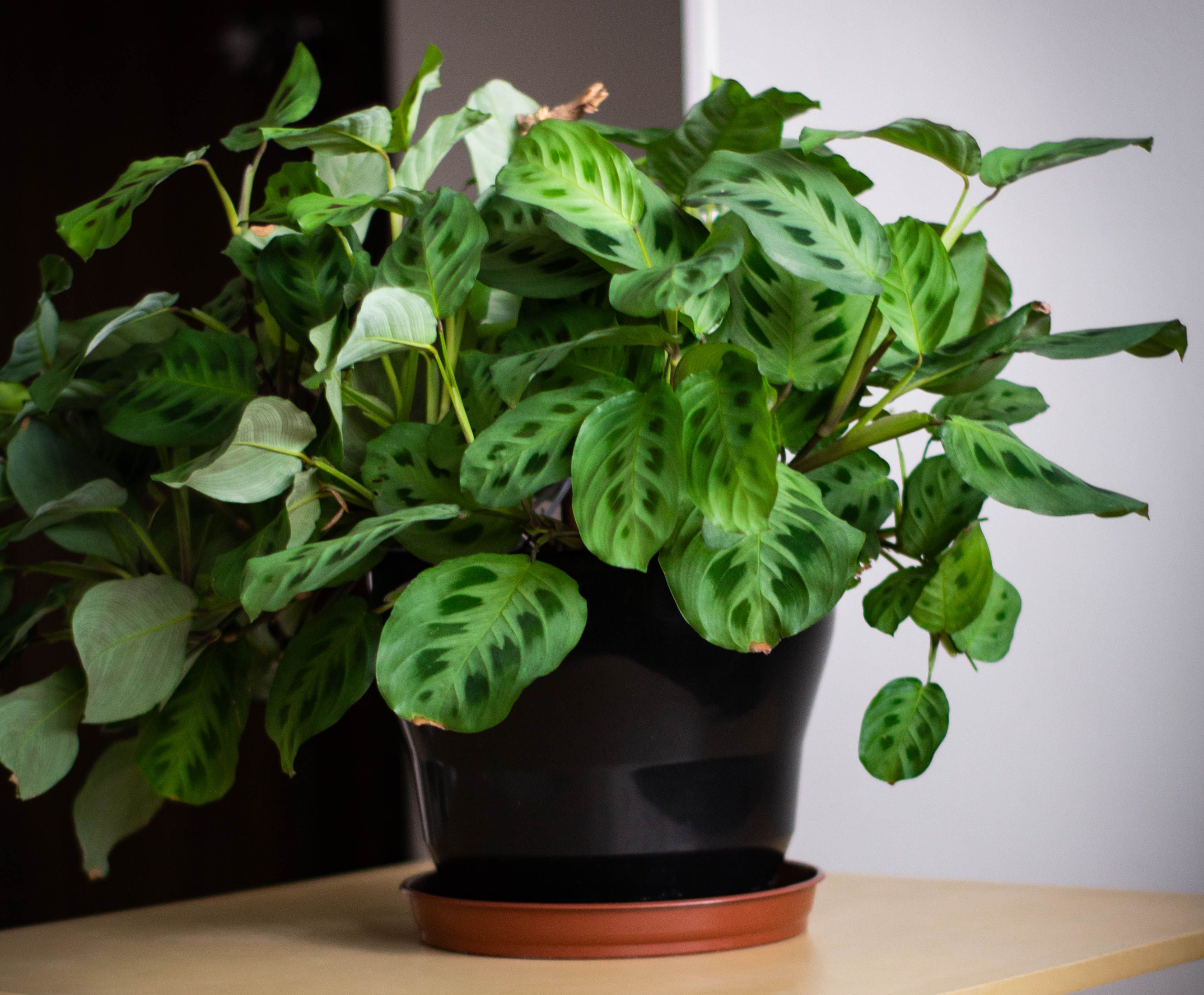 La guía completa de plantas para su casa nueva